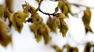 Tarım ve Orman Bakanlığı'ndan zirai don alarmı: Ekipler sahada olacak