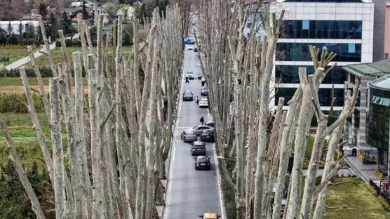 �� bilmez �BB 500 y�ll�k miras� katletti! Budama de�il ye�il infaz