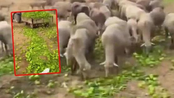 Biber propagandası ellerinde patladı: 'Yem olarak kullanılıyor' yalanı çürütüldü