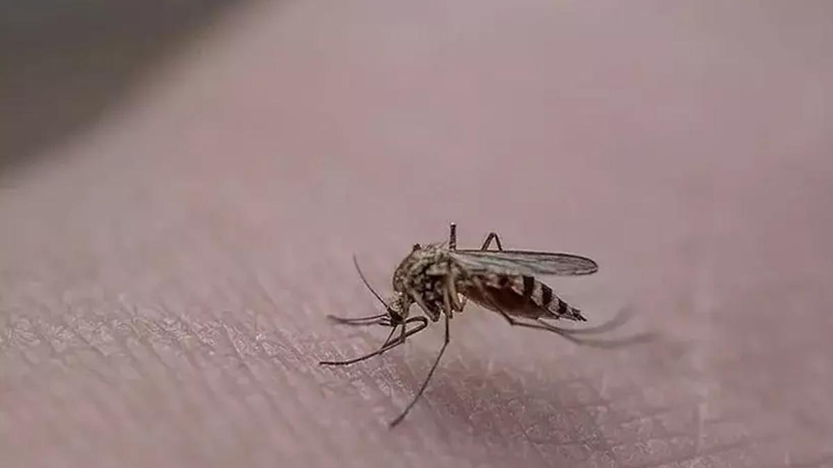 İstanbul Valiliği'nden uyarı! Haşereyle mücadelede yeni dönem başlıyor