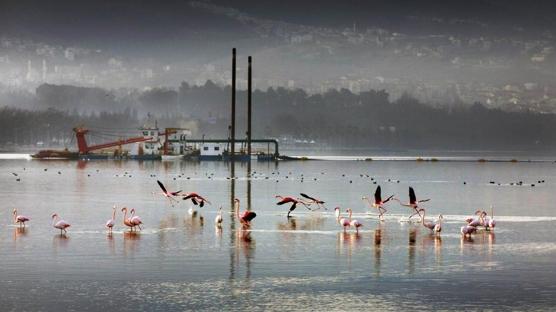 K�rfez nefes ald�; Deniz canl�lar� geri d�nd�