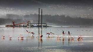 K�rfez nefes ald�! 1,8 milyon metrek�p �amur ��kt�