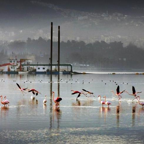 K�rfez nefes ald�; Deniz canl�lar� geri d�nd�