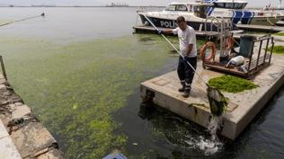 �zmir K�rfezi alarm veriyor: 10 g�nde 20 ton yosun topland�