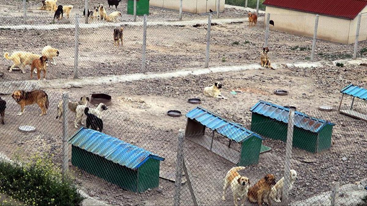 Görüntüler tepki toplamıştı! Barınaktaki köpek ölümleri iddiasına soruşturma