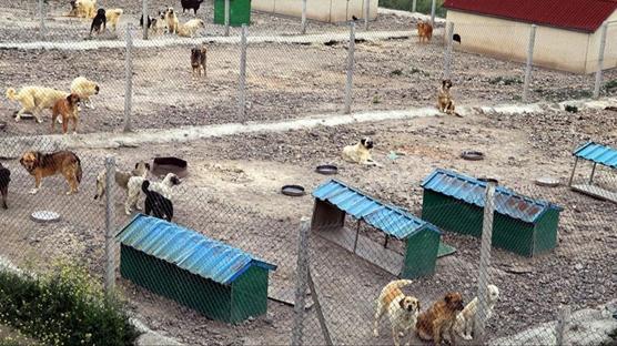 G�r�nt�ler tepki toplam��t�! Bar�naktaki k�pek �l�mleri iddias�na soru�turma