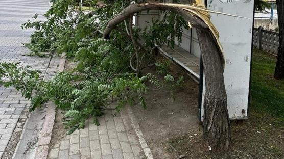 Tav�anl�'da feci �l�m: Kesti�i a�a� sonu oldu