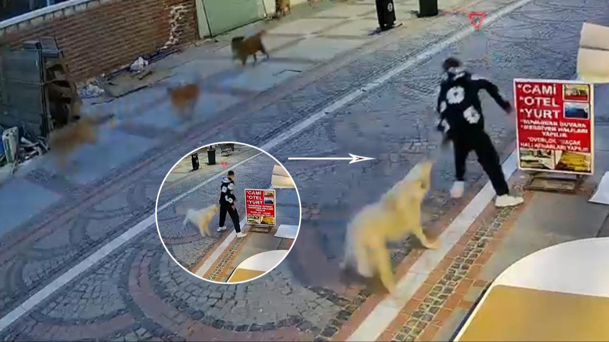 �ehrin ortas�nda ba��bo� k�pek sald�r�s�: 19 ya��ndaki gen� can�n� zor kurtard�