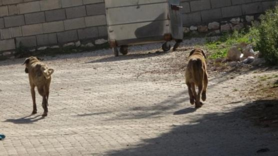 Yine bir sokak k�pe�i vah�eti! 19 ya��ndaki gen� a��r yaraland�