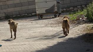 Yine bir sokak k�pe�i vah�eti! 19 ya��ndaki gen� a��r yaraland�