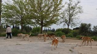 Sokak k�pe�i sorununa farkl� ��z�m: �ehir d��� besleme