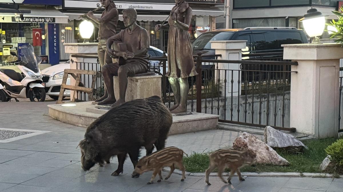 Marmaris'te yaban domuzlar� �ehre indi: Anne ve 3 yavrusu sokak sokak gezdi