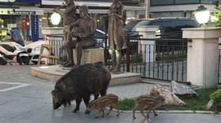 Marmaris'te yaban domuzlar� �ehre indi: Anne ve 3 yavrusu sokak sokak gezdi