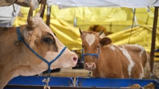 '2026 Kurban Hizmetleri Tebli�i' yay�mland�