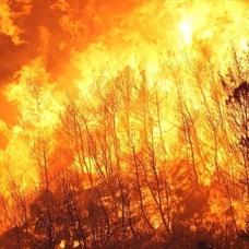 Japonya'da orman yang�n� kabusu! Bin 176 hektar k�l oldu, binlerce ki�iye tahliye emri