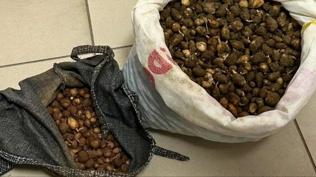 Nesli tehlike alt�ndayd�! �zinsiz toplanan bitki i�in rekor ceza