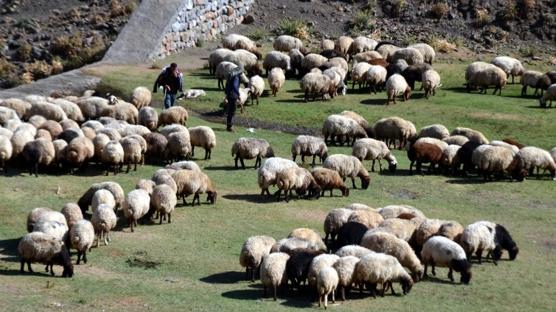 T�GEM'den hayvanc�l��a destek: 600 reforme k���kba� sat��a ��kt�