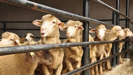 Bakanl�k uyar�lar� tek tek s�ralad�: Kurban Bayram� �ncesi s�k� denetim