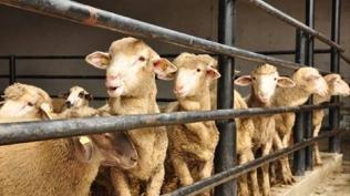 Bakanl�k uyar�lar� tek tek s�ralad�: Kurban Bayram� �ncesi s�k� denetim