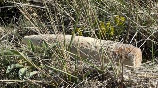 Ankara'da tehlikeli ke�if: Mantar toplarken top mermisi buldu