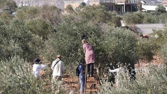 ��galci �srailliler, Bat� �eria'da onlarca zeytin a�ac�n� kesti