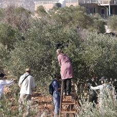 ��galci �srailliler, Bat� �eria'da onlarca zeytin a�ac�n� kesti