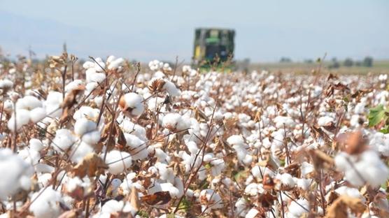 Sekt�r rotay� de�i�tirdi! Do�al pamu�a talep art�yor