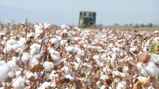 Sekt�r rotay� de�i�tirdi! Do�al pamu�a talep art�yor