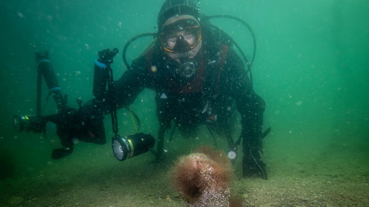 Tuzla'da sa�l�kl� pina ve deniz �ay�r� ekosistemi ke�fedildi, izleme istasyonu kurulacak