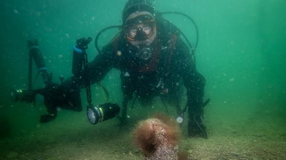 Tuzla'da sa�l�kl� pina ve deniz �ay�r� ekosistemi ke�fedildi, izleme istasyonu kurulacak