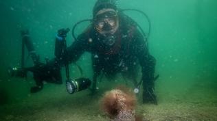 Tuzla'da sa�l�kl� pina ve deniz �ay�r� ekosistemi ke�fedildi, izleme istasyonu kurulacak