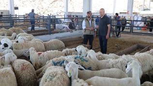 Kurban pazar�nda hareketlilik: 100 binden 700 bine kadar fiyat de�i�iyor