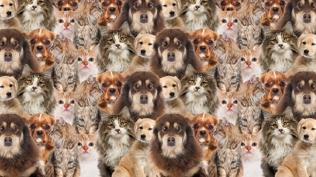 Kedi ve k�peklerin i�indeki civciv nerede?