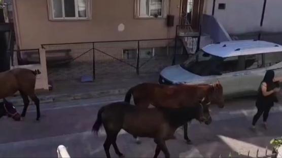 �stanbul'un g�be�inde g�renleri hayrete d���rd�! Ba��bo� atlar tehlike sa�t�