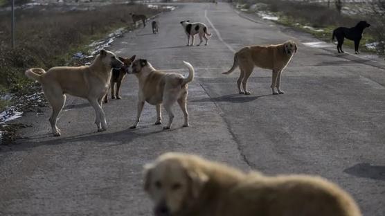 Sahipsiz köpekler dehşet saçtı