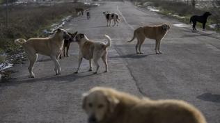 Sahipsiz köpekler dehşet saçtı