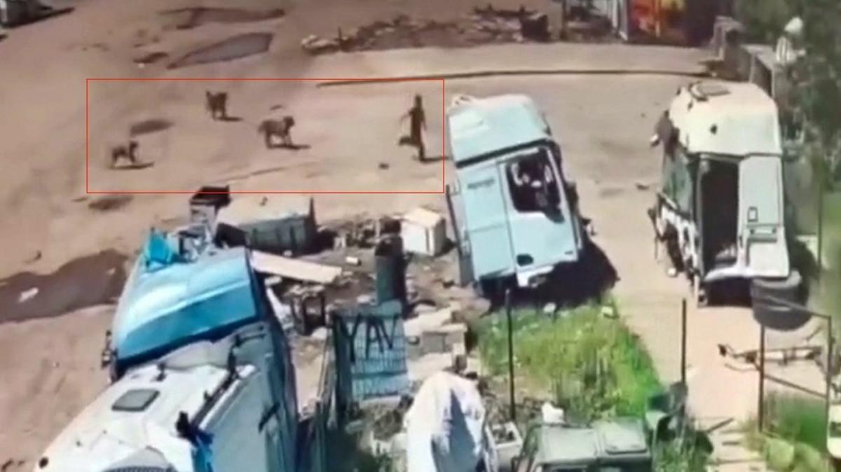 Ba��bo� k�pek deh�eti: Can�n� zor kurtard�