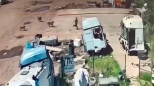 Ba��bo� k�pek deh�eti: Can�n� zor kurtard�