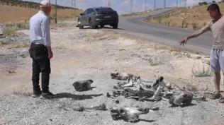 Hayrete düşüren manzara! Yol kenarında tesadüfen bulundu: Bu etler araştırılsın