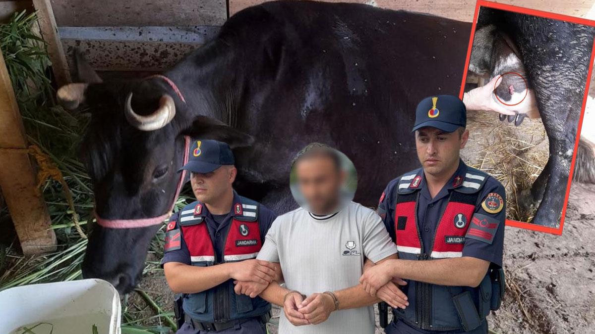 Aile faciasında şaşırtan gelişme! Cinayet gecesinin eksik parçası ineği sağarken bulundu