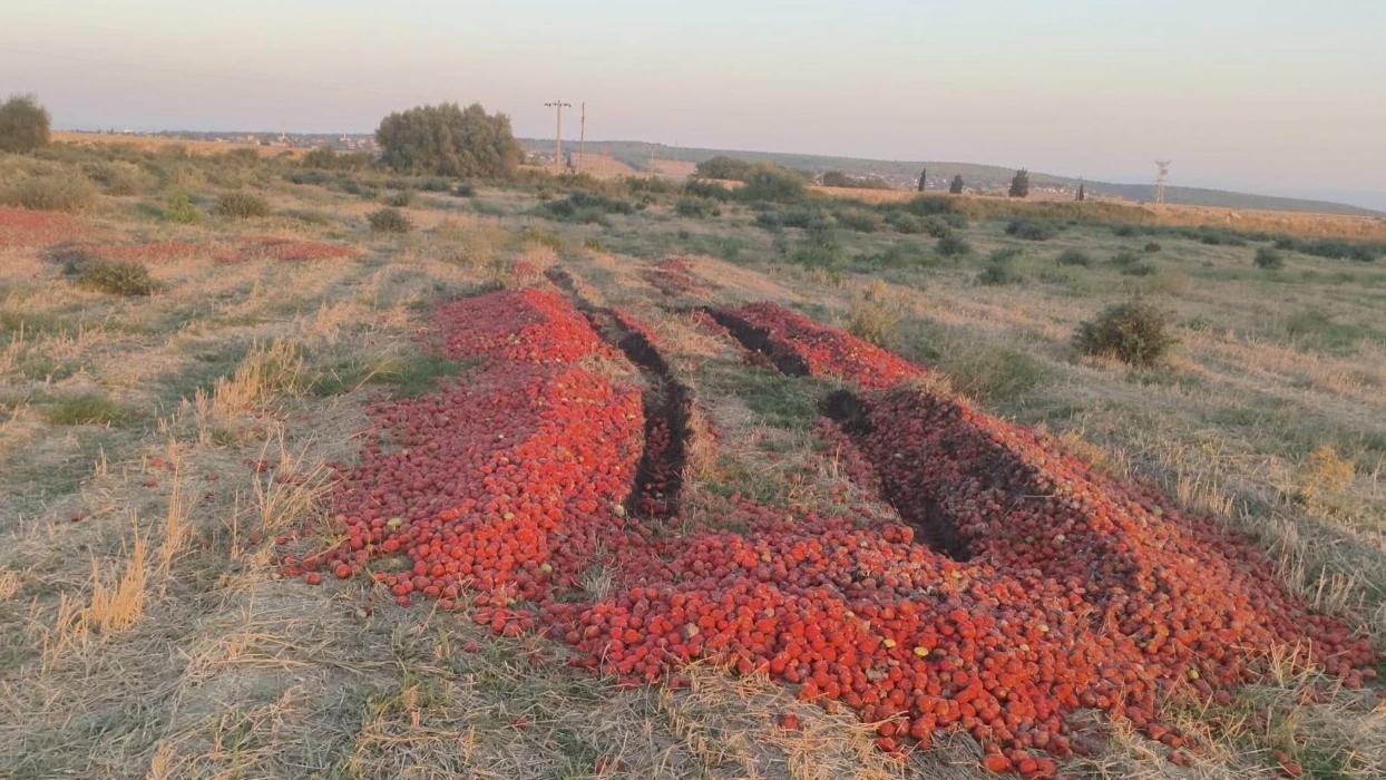 Domates tartışmasına Bakanlıktan nokta! Maliyet değil, ezik ve çürük çıktı