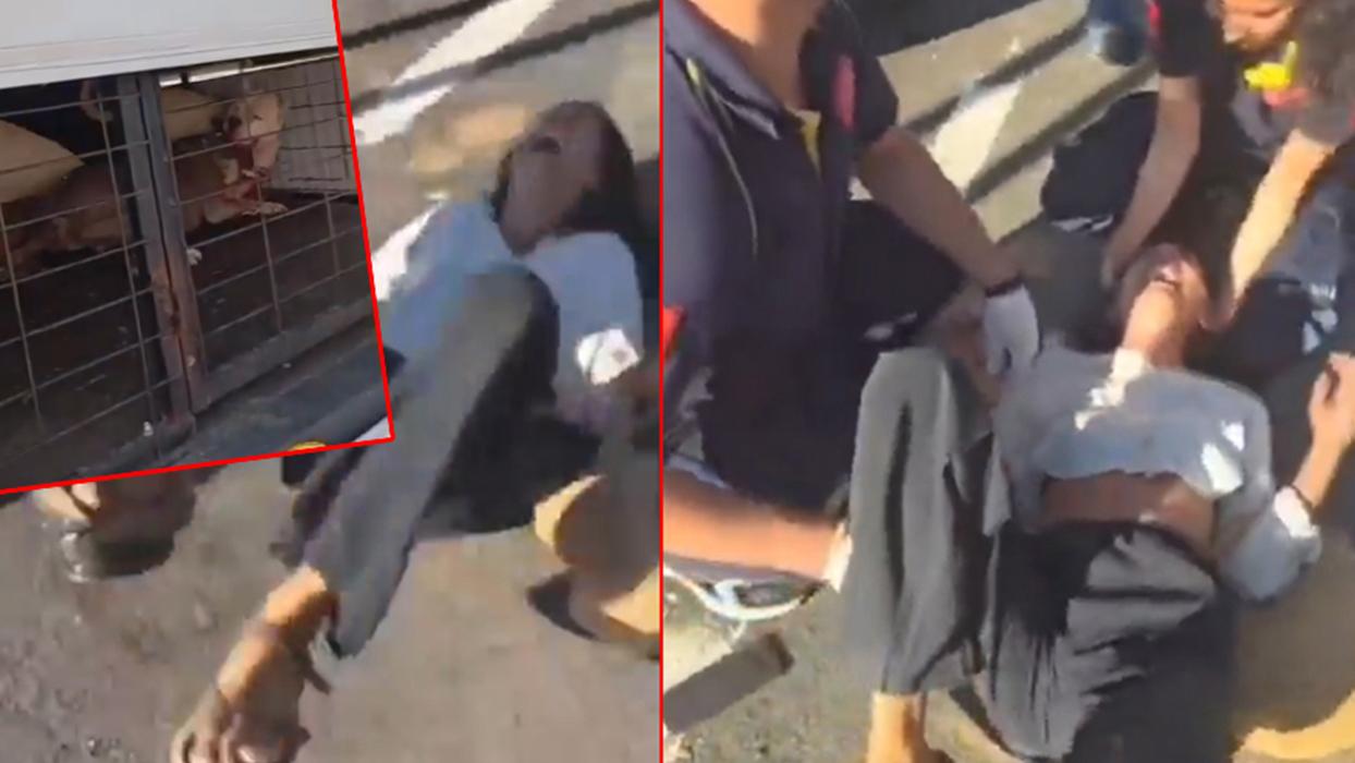 Yasaklı ırk köpeklerine el konulan kadın sinir krizi geçirdi! Yerde yuvarlanıp beddualar savurdu