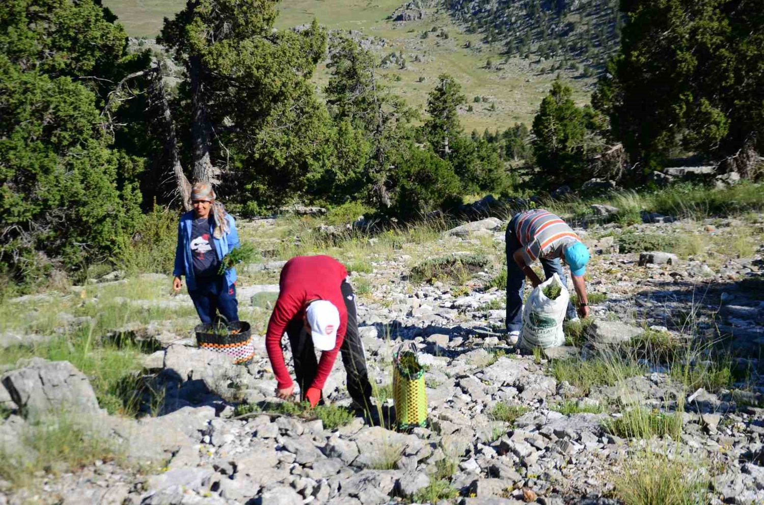 Toros Dağları'nda mesai başladı! Demeti 50 liradan satılıyor