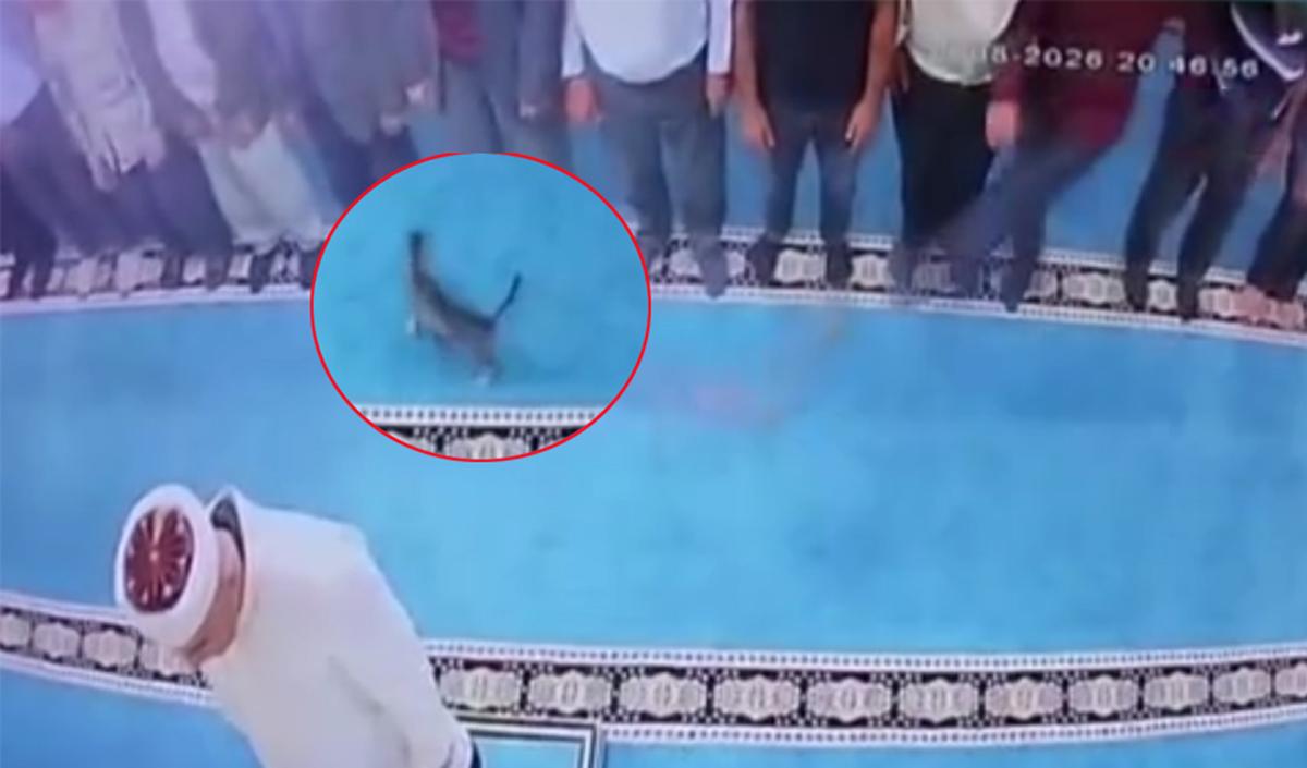 Namaz sırasında kediye tekme! Gözaltına alınan şahıs serbest bırakıldı