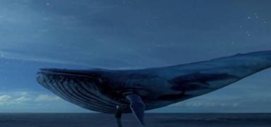 13 metre uzunluundaki l balina kyya vurdu