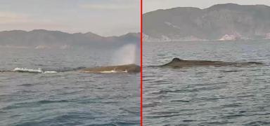 Marmaris aklarnda balina srprizi: Grenler aknln gizleyemedi