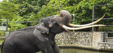 Tayland 22 yl nce Sri Lanka'ya hediye ettii fili geri alyor