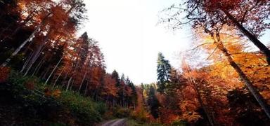 31 Ekim'e kadar orman alanlarna giriler yasakland