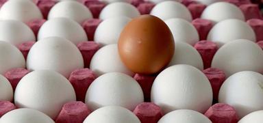 Tayvan'a gnderilen yumurtalar hakknda inceleme balatld