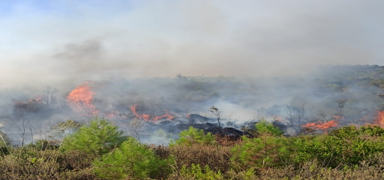 Hawaii'de devam eden orman yangnlarnda hayatn kaybedenlerin says artyor